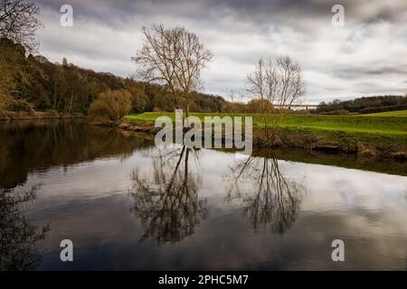 Riflessi di alberi sulle rive del fiume Don in un'ampia valle boscosa, Sprotbrough, Doncaster, South Yorkshire. Foto Stock