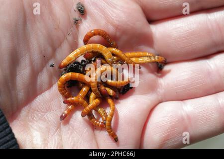 Wirewells, larve dei coleotteri di scatto (Elateridae). Economicamente importanti pesti di piante, vivono nel suolo e mordere le radici. Foto Stock