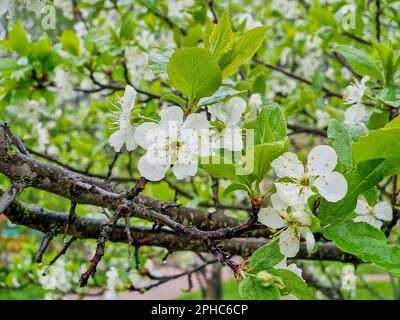 Prunus cerasus fiori di albero fiorito, gruppo di bellissimi petali bianchi crostata nani fiori di ciliegio in fiore contro il cielo blu alla luce del sole Foto Stock