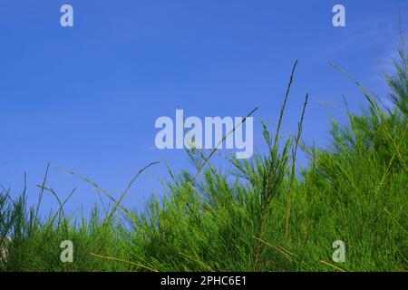 foglie di pino verde contro uno sfondo cielo blu con spazio di copia Foto Stock