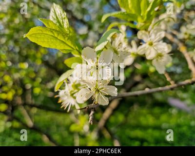 Prunus cerasus fiori di albero fiorito, gruppo di bellissimi petali bianchi crostata nani fiori di ciliegio in fiore contro il cielo blu alla luce del sole Foto Stock