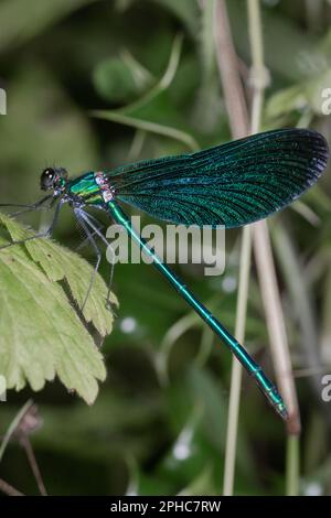 Nel bosco del Somerset a Horner questa bella demoiselle (Calopteryx virgo) si trova sulla vegetazione vicino ad un ruscello Foto Stock