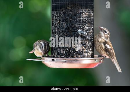 Due costine di rose femmina che mangiano semi a birdfeeder, Quebec, Canada Foto Stock