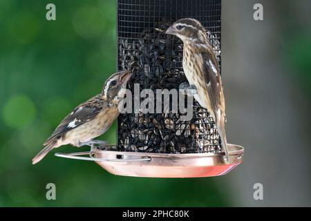 Due costine di rose femmina che mangiano semi a birdfeeder, Quebec, Canada Foto Stock