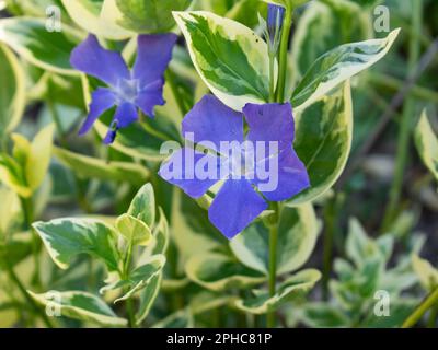 Maggiore periwinkle vinca Major "variegata" Foto Stock