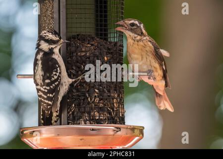 Femmina rosbecco arrosto con giovane picchio peloso femmina che mangia semi a birdfeeder, Quebec, Canada Foto Stock