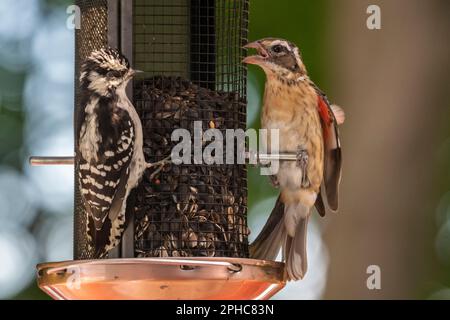 Femmina rosbecco arrosto con giovane picchio peloso femmina che mangia semi a birdfeeder, Quebec, Canada Foto Stock