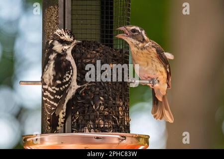 Femmina rosbecco arrosto con giovane picchio peloso femmina che mangia semi a birdfeeder, Quebec, Canada Foto Stock