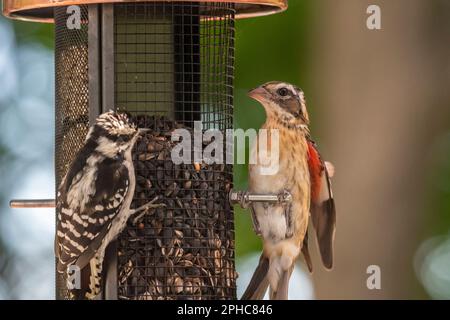 Femmina rosbecco arrosto con giovane picchio peloso femmina che mangia semi a birdfeeder, Quebec, Canada Foto Stock