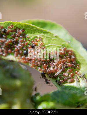 Afidi di allevamento di formiche nere sulla foglia. Lasius niger, Brachycaudus persicae Foto Stock