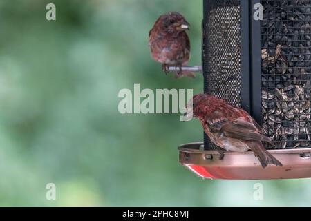 Maschio porpora finca, Haemorhous purpurpureus, nel processo di molting, a birdfeeder mangiare seeda Foto Stock