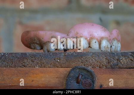 vecchio scartato falsi denti scavati da essere sepolto per anni nel villaggio rurale giardino zala contea ungheria Foto Stock