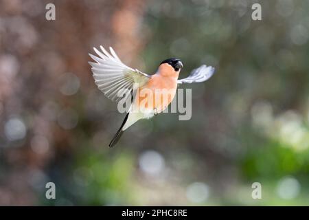 Bullfinch eurasiatico (Pyrhula pirrhula) maschio di colore brillante in volo, volando con ali sparse. Yorkshire, Regno Unito (marzo 2023) Foto Stock