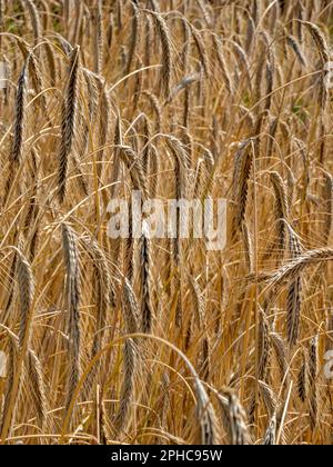 Una parte di un campo di cereali del triticum ibrido genetico x secale con grano maturo e durevole brilla sotto il sole di luglio, mostrando il ruolo della genetica. Foto Stock