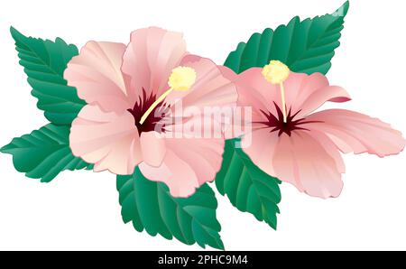 2 Ibiscus rosa con foglie, arte vettoriale realistica e dettagliata - foglie e fiori isolati. Illustrazione Vettoriale