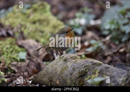 Primo piano di un Robin europeo (Erithacus rubecula) arroccato sul bordo di un ceppo di legno a profilo destro, con testa inclinata verso la telecamera, presa nel Regno Unito Foto Stock