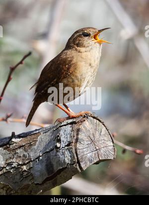 A Wren in full song durante la primavera nel Cotswold Hills Gloucestershire UK Foto Stock