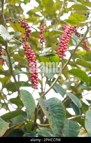 Bignay, Antidesma bunius, frutta matura in un parco a Sopo, Cundinamarca, Colombia. Foto Stock