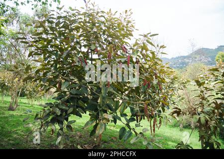 Bignay, Antidesma bunius, albero in un parco a Sopo, Cundinamarca, Colombia. Foto Stock