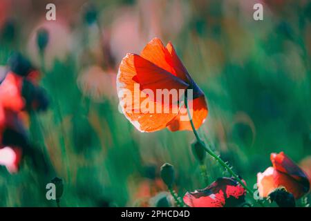 Fiori papaveri rossi fioriscono su campo selvaggio. Bellissimi papaveri rossi con messa a fuoco selettiva. Papaveri rossi in luce soffusa. Papavero di oppio. Droghe naturali. GL Foto Stock