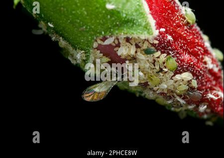 Germoglio di ibisco coperto da afidi che stanno succhiando la peste di pianta. Aspirano il sap cellulare dalle parti della pianta e ne ostacolano la crescita e lo sviluppo. Foto Stock