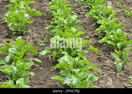 La barbabietola rossa cresce in terreno organico aperto Foto Stock