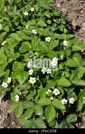 In primavera nel giardino cresce fragole Foto Stock