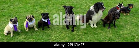 molti tipi diversi di cane seduto in fila in una scuola di cani su erba verde . Foto Stock