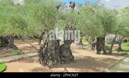 Un antico ulivo millenario nel Giardino del Getsemani a Gerusalemme, Israele Foto Stock