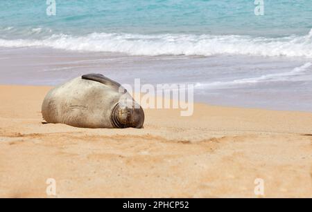 Foca monaca hawaiana che dorme sulla spiaggia Foto Stock