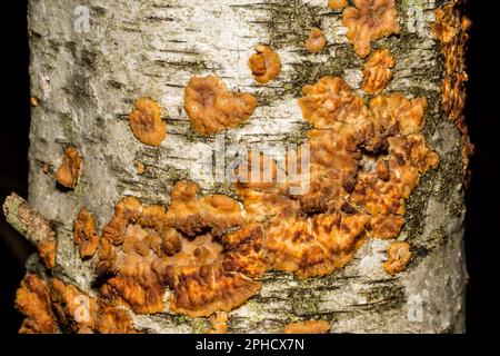Funghi di crosta rugosa - Phlebia radiata Foto Stock