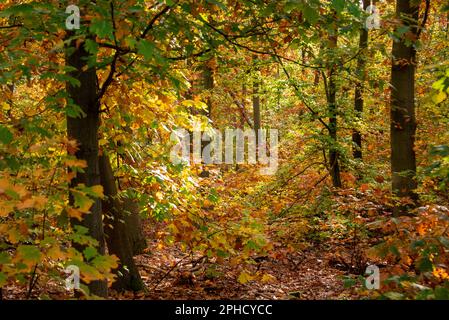 Luce autunnale nella foresta di Grunewald: Fogliame denso nei colori di una mattinata autunnale. Foto Stock