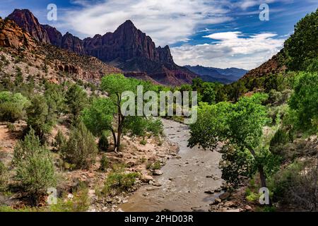 Fiume vergine Zion National Park nello Utah Foto Stock