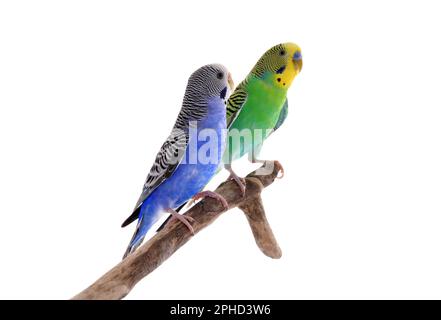 Due bei pappagalli arroccati sul ramo su sfondo bianco. Animali domestici esotici Foto Stock