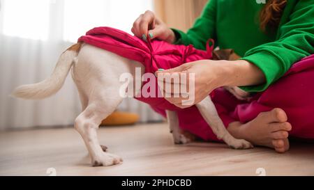 Donna caucasica vestire jack russell terrier cane in giubbotto rosa. Foto Stock