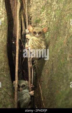 Due individui del tarsier spettrale di Gursky (Tarsius spectrumgurskae) sono fotografati sul loro albero di nidificazione nella Riserva Naturale di Tangkoko, Sulawesi del Nord, Indonesia. Una specie socialmente monogamosa, una coppia di queste specie primate vive in un territorio compreso tra 1,6 e 4,1 ettari, Che difendono da 'duetti di inging', secondo un team di scienziati primati guidati da Isabel Comella in un articolo del 2022 pubblicato per la prima volta in Frontiers in Ecology and Evolution (accessibile su Phys.org). Quando cantano duetti, i tarsieri sono 'per fare pubblicità a conspecifics che hanno già un compagno e che il loro territorio... Foto Stock