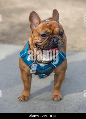 1-Year-Old Red Fawn maschio Frenchie in piedi e guardando lontano. Parco per cani fuori dal guinzaglio nella California settentrionale. Foto Stock