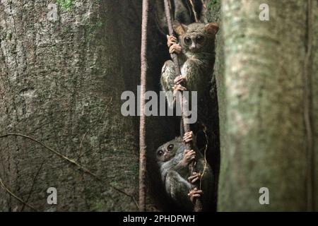 Due individui del tarsier spettrale di Gursky (Tarsius spectrumgurskiae), una specie di primati notturni, sono visibili sul loro nido d'albero in un'ampia luce del giorno nella riserva naturale di Tangkoko, Sulawesi settentrionale, Indonesia. Gli scienziati hanno avvertito che l'ecoturismo o altri tipi di attività umana nell'habitat naturale può gradualmente cambiare il comportamento della fauna selvatica. "Anche quando la visualizzazione della fauna selvatica è effettuata esclusivamente da guide qualificate e addestrate, il turismo ha portato a cambiamenti sostanziali nel comportamento dei teliers visti", ha scritto Sharon L. Gursky nel suo articolo pubblicato per la prima volta online su Springler nel novembre 2022. Foto Stock