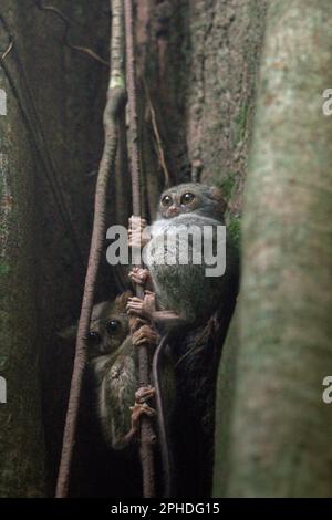 Due individui del tarsier spettrale di Gursky (Tarsius spectrumgurskiae), una specie di primati notturni, sono visibili sul loro nido d'albero in un'ampia luce del giorno nella riserva naturale di Tangkoko, Sulawesi settentrionale, Indonesia. Gli scienziati hanno avvertito che l'ecoturismo o altri tipi di attività umana nell'habitat naturale può gradualmente cambiare il comportamento della fauna selvatica. "Anche quando la visualizzazione della fauna selvatica è effettuata esclusivamente da guide qualificate e addestrate, il turismo ha portato a cambiamenti sostanziali nel comportamento dei teliers visti", ha scritto Sharon L. Gursky nel suo articolo pubblicato per la prima volta online su Springler nel novembre 2022. Foto Stock