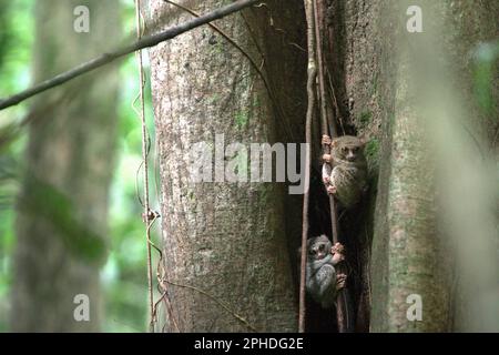 Due individui del tarsier spettrale di Gursky (Tarsius spectrumgurskiae), una specie di primati notturni, sono visibili sul loro nido d'albero in un'ampia luce del giorno nella riserva naturale di Tangkoko, Sulawesi settentrionale, Indonesia. Gli scienziati hanno avvertito che l'ecoturismo o altri tipi di attività umana nell'habitat naturale può gradualmente cambiare il comportamento della fauna selvatica. "Anche quando la visualizzazione della fauna selvatica è effettuata esclusivamente da guide qualificate e addestrate, il turismo ha portato a cambiamenti sostanziali nel comportamento dei teliers visti", ha scritto Sharon L. Gursky nel suo articolo pubblicato per la prima volta online su Springler nel novembre 2022. Foto Stock