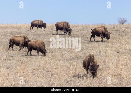 Bisonte americano (bisonte di bisonte), comunemente chiamato bufalo, presso la riserva naturale Neal Smith di Prairie City, Iowa Foto Stock