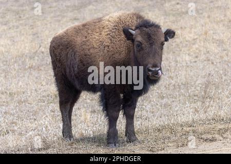 Bisonte americano (bisonte di bisonte), comunemente chiamato bufalo, presso la riserva naturale Neal Smith di Prairie City, Iowa Foto Stock