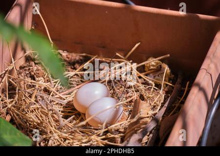 uova di piccione da cova Foto Stock