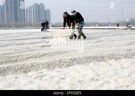 LIANYUNGANG, CINA - 28 MARZO 2023 - i lavoratori lavorano nel campo del sale di Dapu nella città di Lianyungang, provincia di Jiangsu della Cina orientale, 28 marzo 2023. Foto Stock