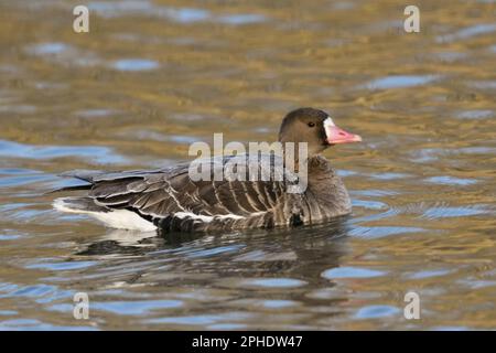 dopo una notte ghiacciata... Oca bianca ( Anser albifrons ) nuoto in acqua. Foto Stock