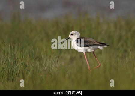 su tacchi alti... Stilt ( Himantopus himantopus ) Foto Stock