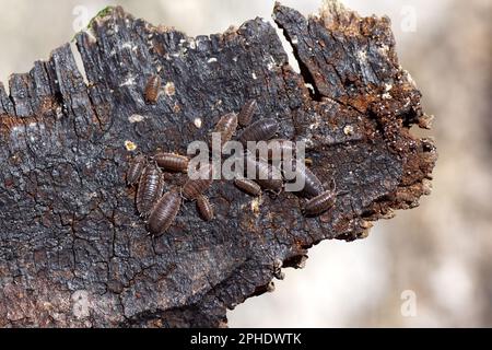 Comune ruvido, ruvido (scaber Porcellio), famiglia Porcellionidae e comune (Oniscus asellus), famiglia Oniscidae. Su treebak. Foto Stock