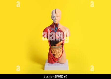 Manichino anatomico umano che mostra gli organi interni su sfondo giallo Foto Stock