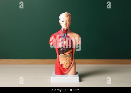 Manichino anatomico umano che mostra gli organi interni vicino alla lavagna Foto Stock