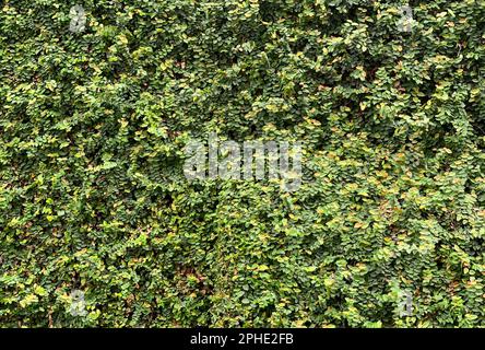 Daun Dolar Rambat, le crepe di Dollaro (Ficus pumila) sono una specie di viti originarie del genere Ficus Foto Stock